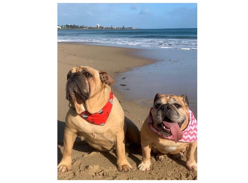 Duke and Daisy Instagram